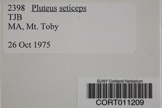 Pluteus podospileus image