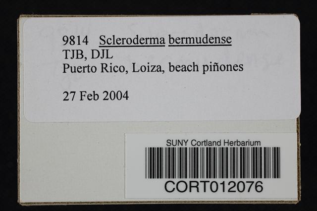 Scleroderma bermudense image