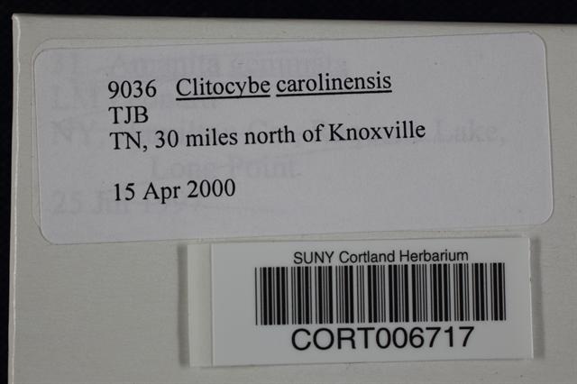 Clitocybe carolinensis image