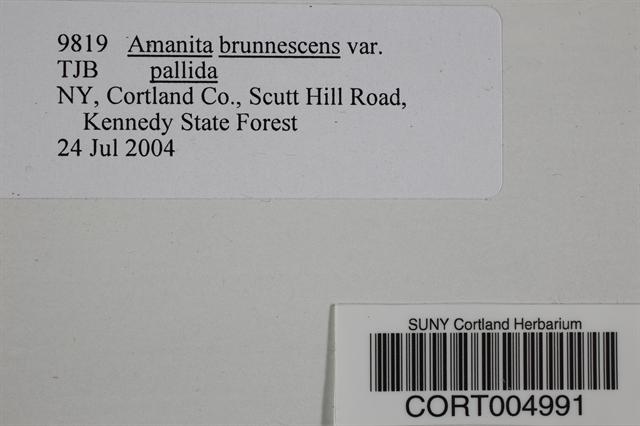 Amanita brunnescens var. pallida image