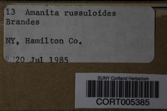 Amanita russuloides image