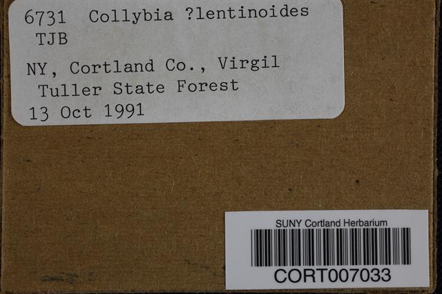 Collybia lentinoides image