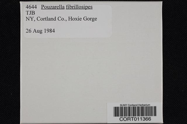 Pouzarella fibrillosipes image