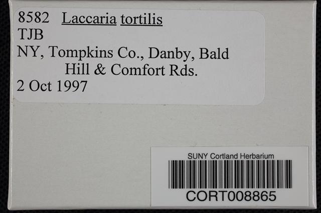 Laccaria tortilis image