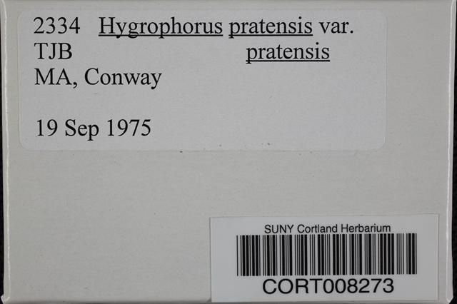 Hygrophorus pratensis var. pratensis image