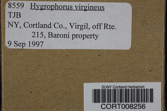 Hygrocybe virginea var. virginea image