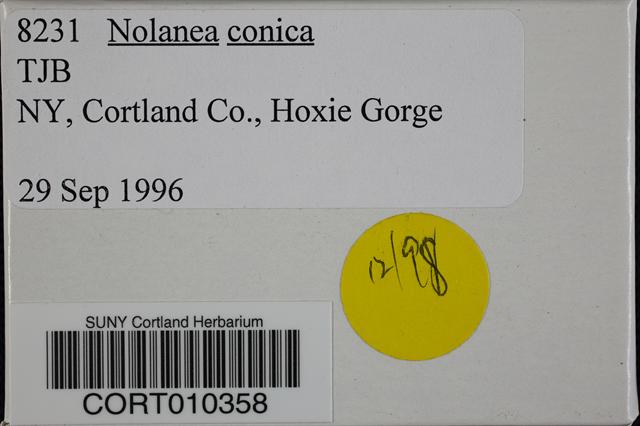 Nolanea conica image
