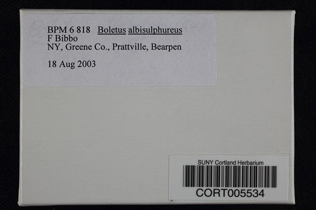 Boletus albisulphureus image