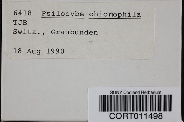 Psilocybe chionophila image