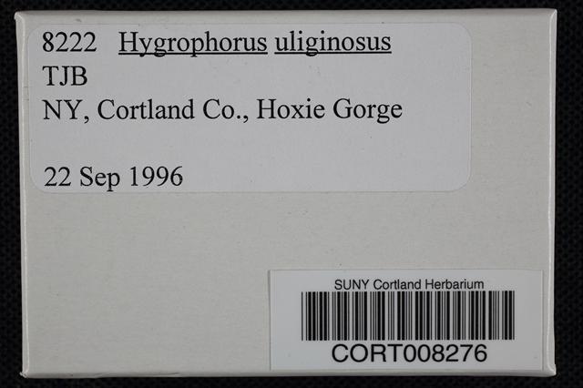 Hygrophorus uliginosus image