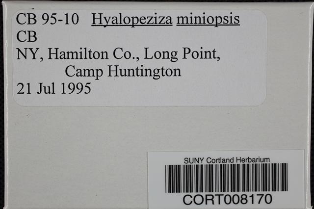 Hyalopeziza image