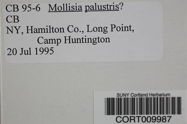 Mollisia palustris image
