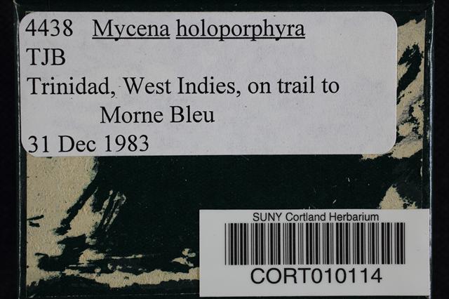 Mycena holoporphyra image