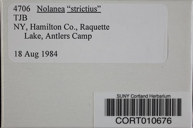 Nolanea strictior image