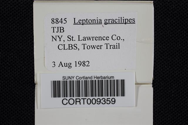 Leptonia gracilipes image