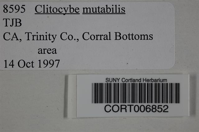 Clitocybe mutabilis image