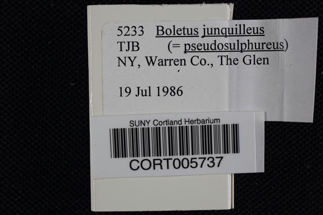 Boletus pseudosulphureus var. pseudosulphureus image