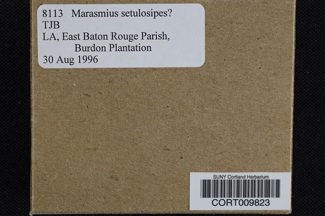 Marasmius setulosipes image