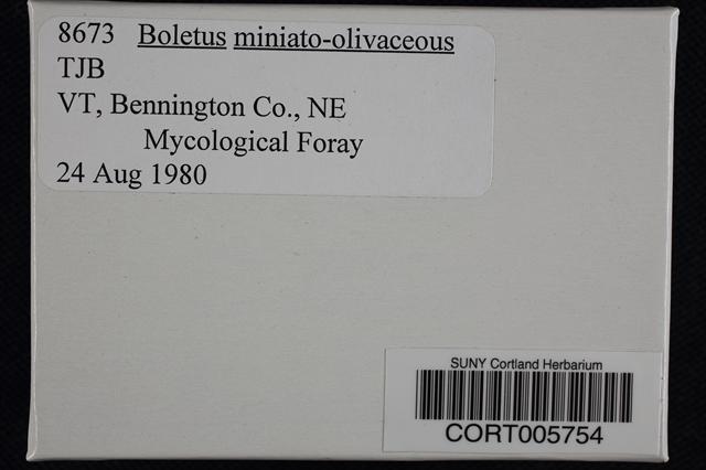 Boletus miniato-olivaceus image