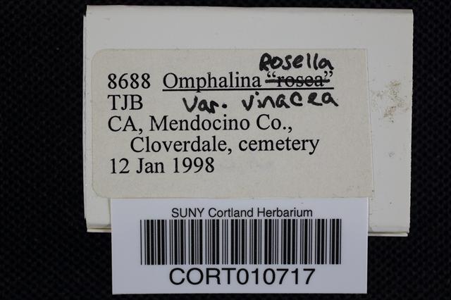 Omphalina rosella var. vinacea image