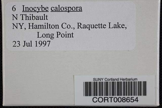 Inocybe calospora image
