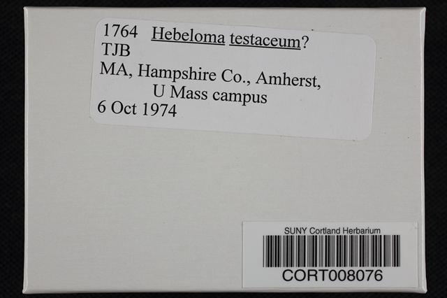 Hebeloma testaceum image