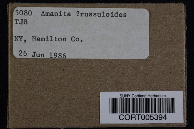 Amanita russuloides image