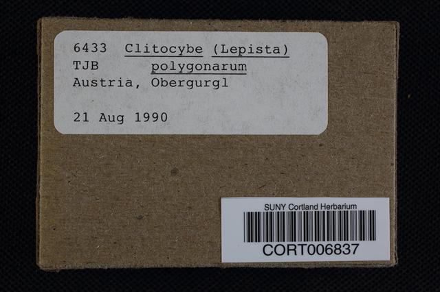 Clitocybe polygonarum image