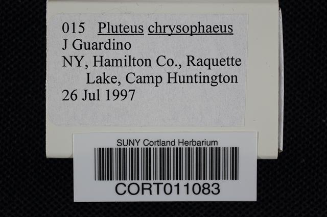 Pluteus chrysophaeus image