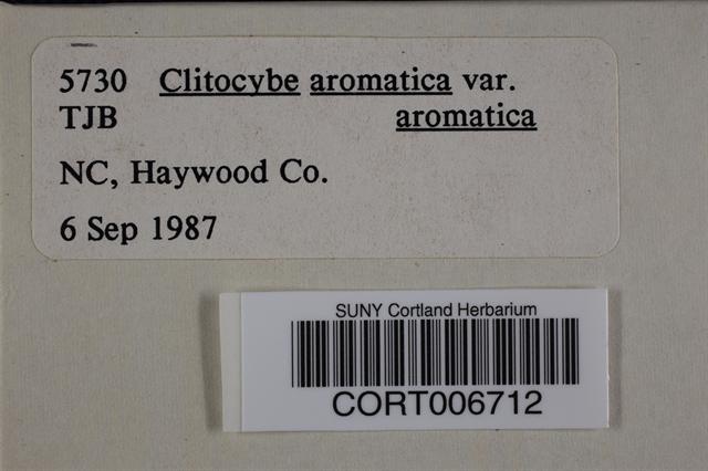Clitocybe aromatica image