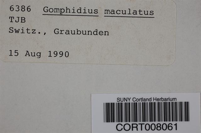 Gomphidius maculatus image