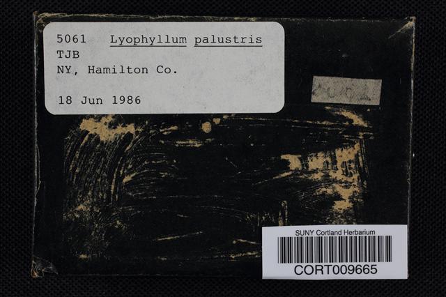 Lyophyllum palustre image