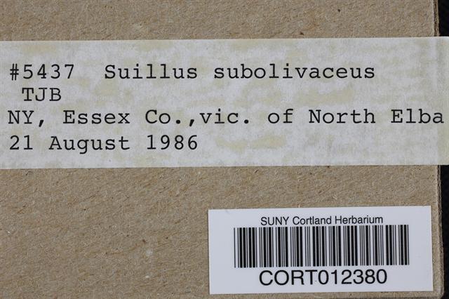 Suillus subolivaceus image