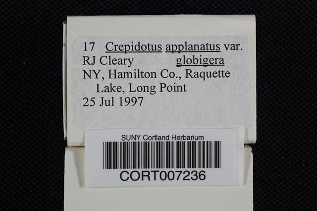 Crepidotus applanatus var. globiger image