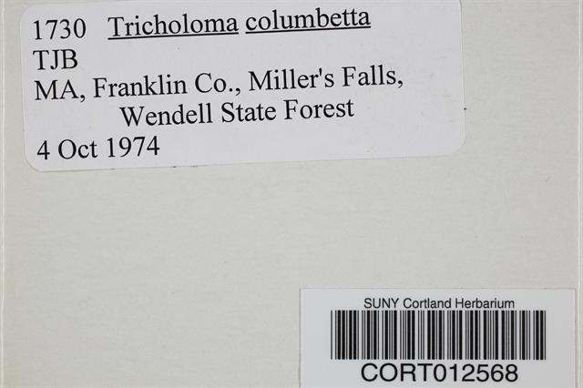 Tricholoma columbetta image