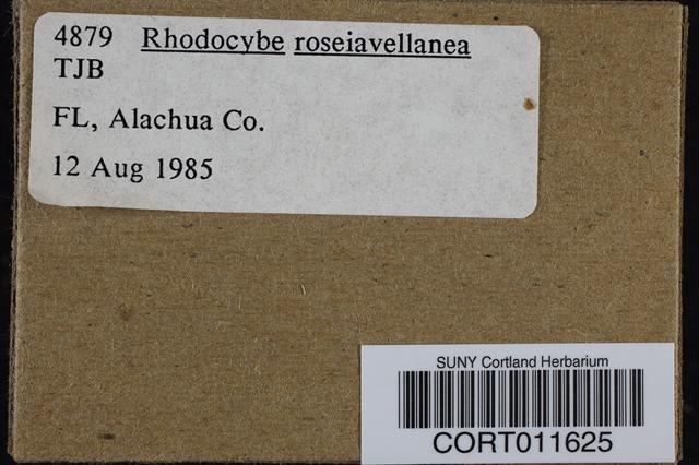 Rhodocybe roseiavellanea image