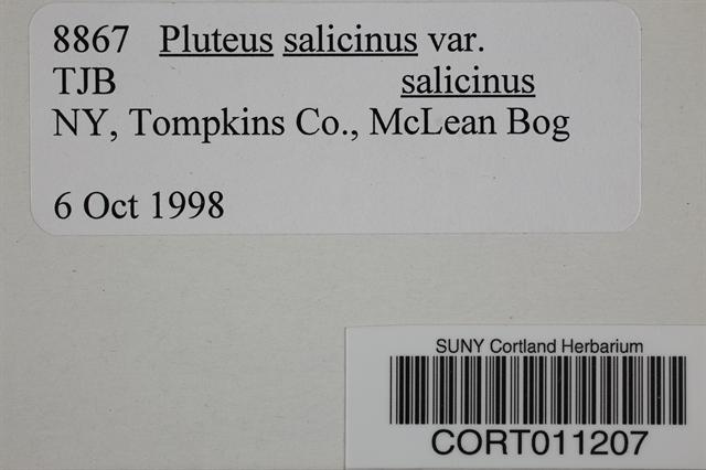 Pluteus salicinus var. salicinus image
