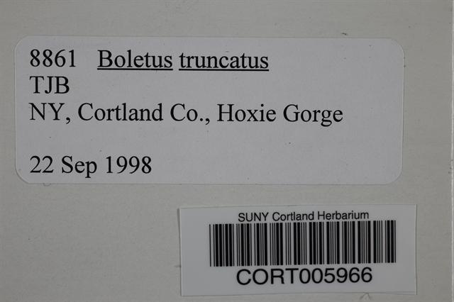 Boletus truncatus image