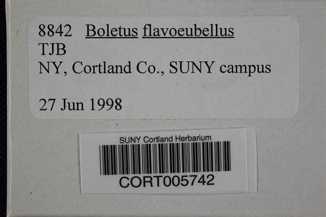 Boletus flavorubellus image