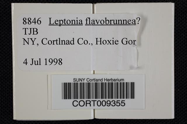 Leptonia flavobrunnea image