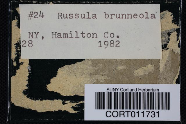 Russula brunneola image