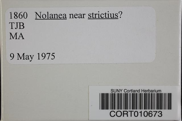 Nolanea strictior image