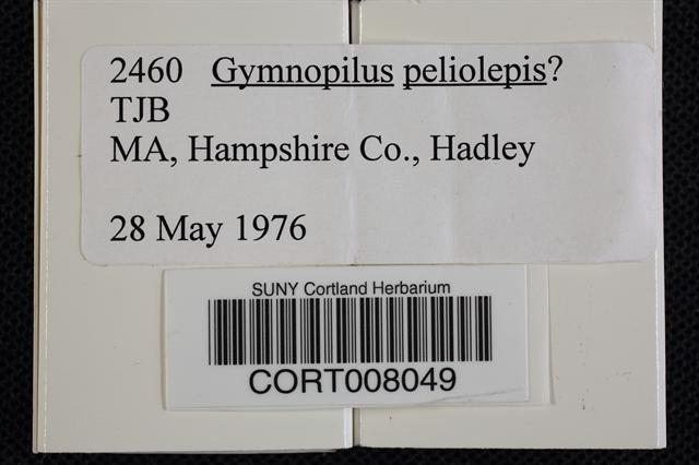 Gymnopilus peliolepis image