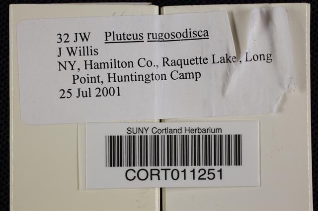 Pluteus rugosidiscus image