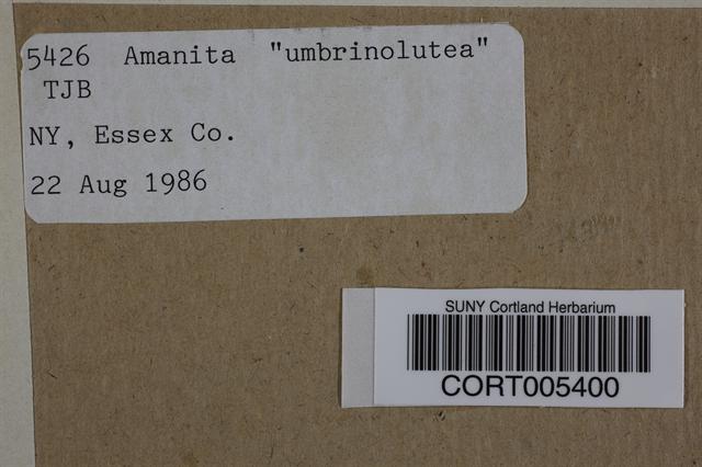 Amanita battarrae image