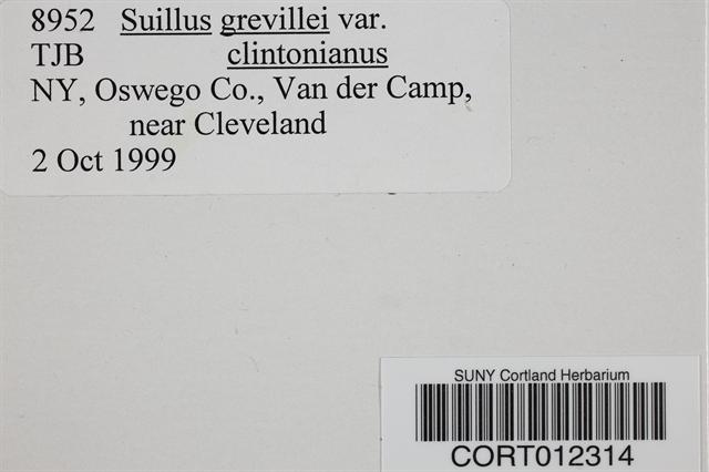Suillus grevillei var. clintonianus image