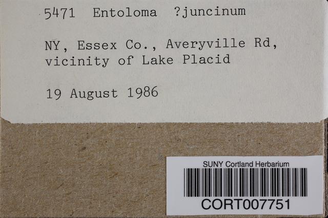 Entoloma juncinum image
