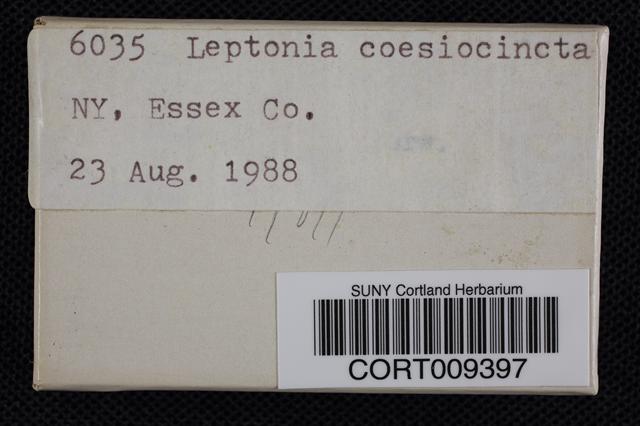 Entoloma caesiocinctum image