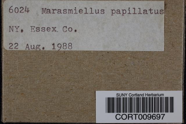 Marasmiellus papillatus image