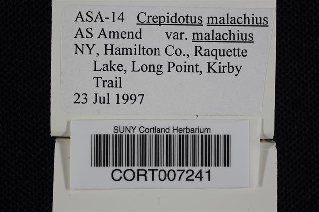 Crepidotus malachius var. malachius image